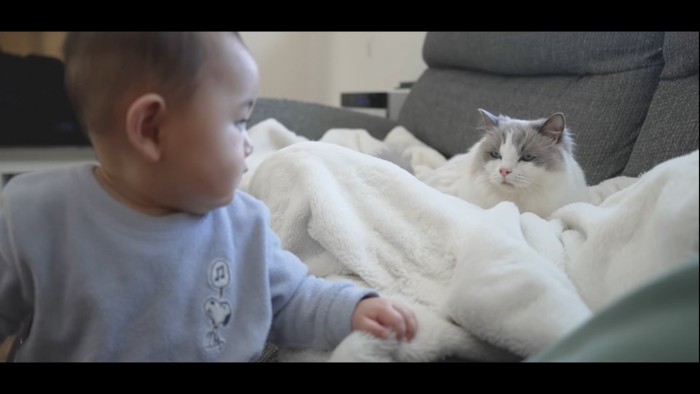 毛布の上に座る猫と赤ちゃん