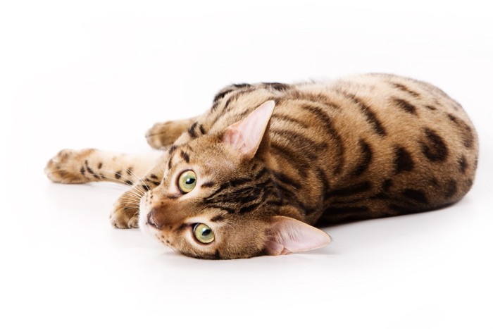横たわるベンガル猫