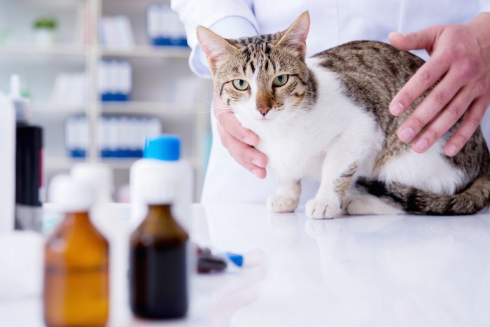 薬と獣医師に診察されている猫