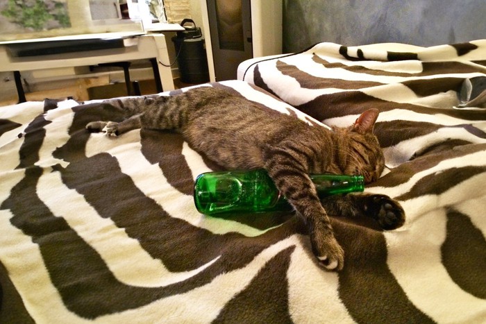 ボトルを抱いて寝る猫