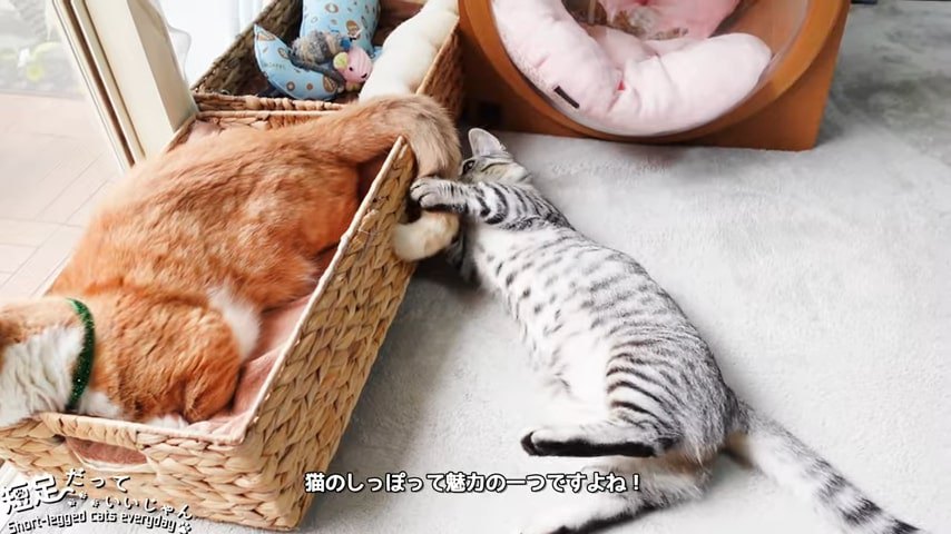 茶色の猫のしっぽで遊ぶ子猫