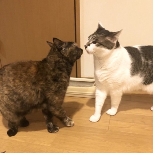 鼻を近づけて挨拶する猫たち