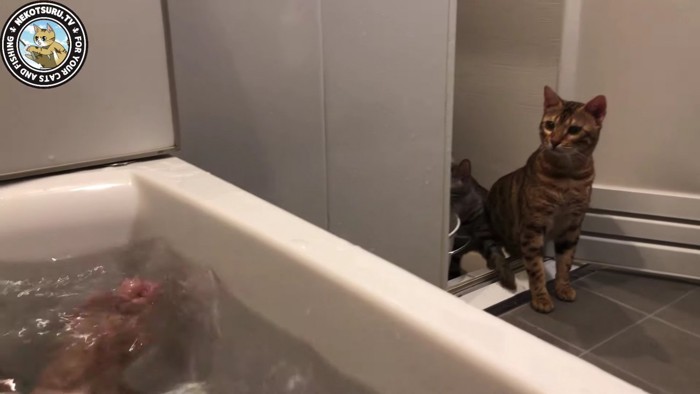 風呂場に入ってくる猫