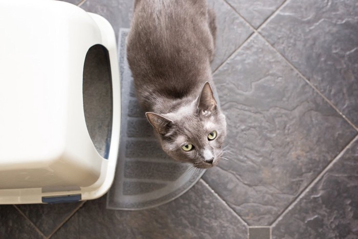 トイレの横で見上げる猫