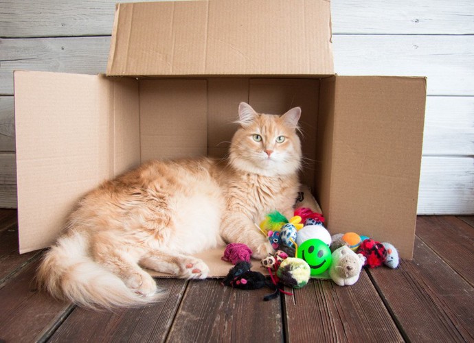 ダンボールの箱とおもちゃと猫