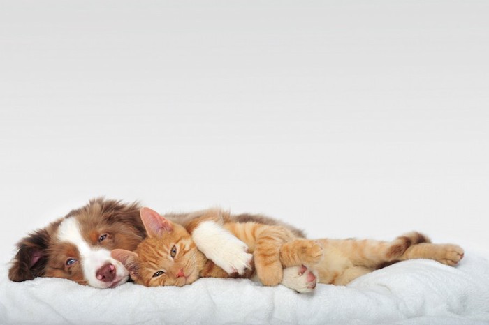 ベッドで一緒に寝転ぶ犬と猫