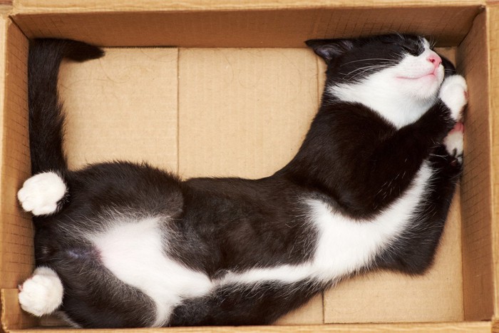 段ボール箱の中で寝そべって居心地が良さそうな猫