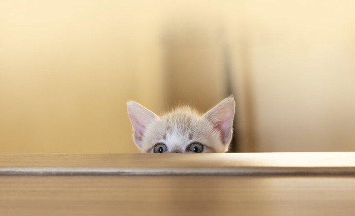 テーブルの上を覗く子猫