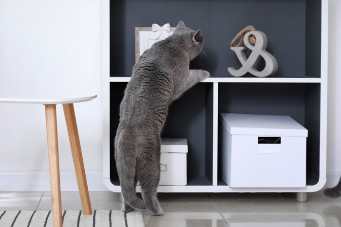 棚に前足をかけて立つ猫