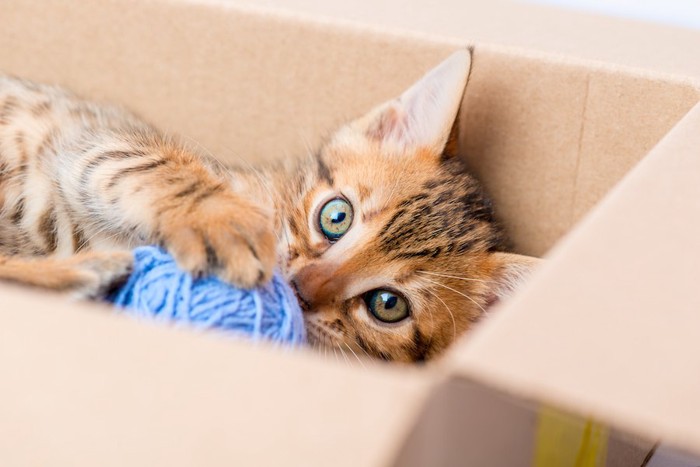 箱の中でおもちゃで遊ぶ猫