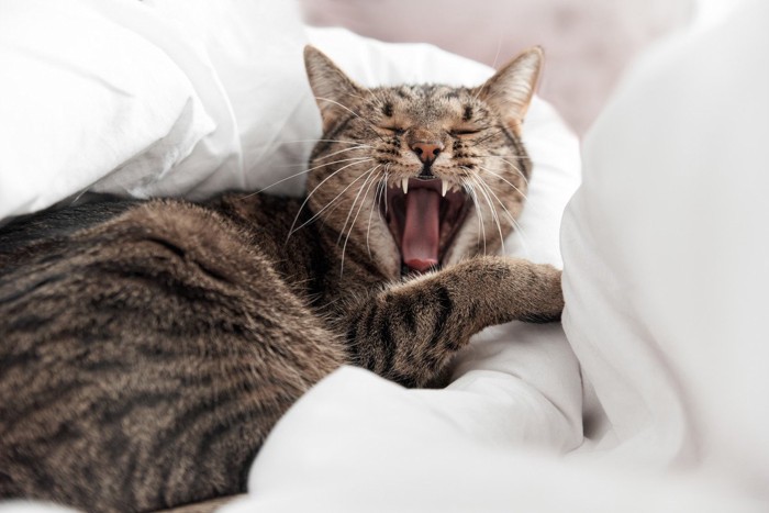 布団の上であくびをする猫