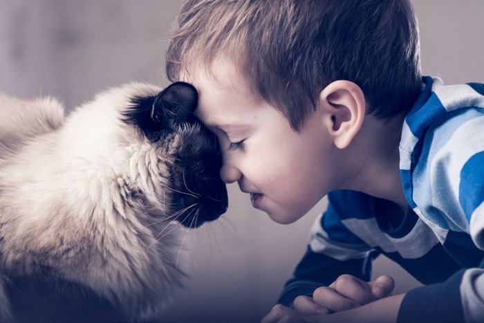 顔をつける猫と少年