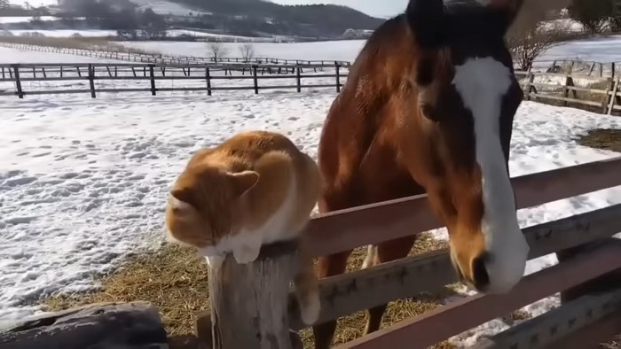 柵の外を見る猫と馬