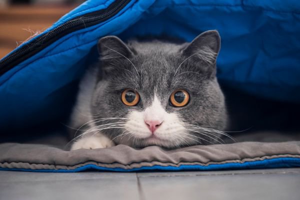 寝袋に隠れる猫