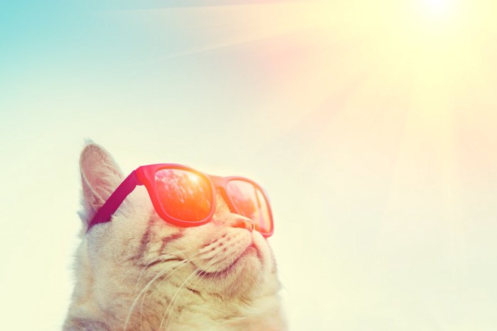 日の光を浴びるサングラスをした猫