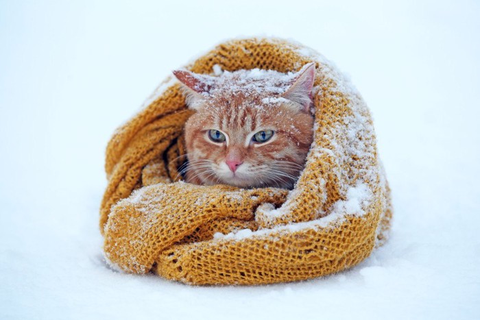雪の中で丸まる猫