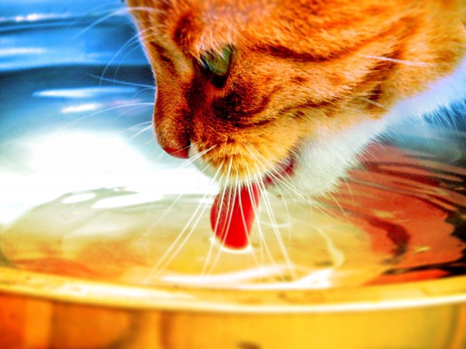 水を飲む猫の口もとのアップ