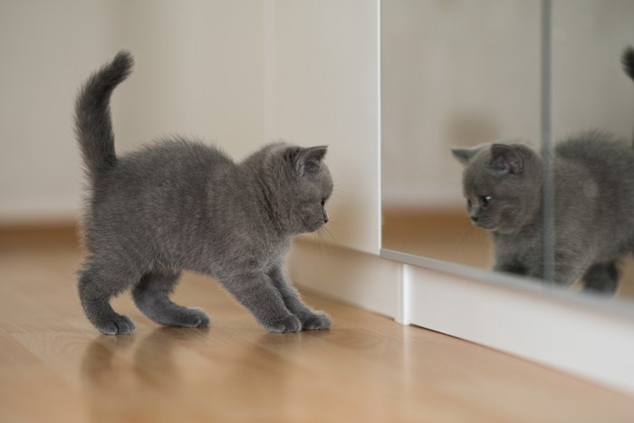 鏡の中の自分と戦う子猫