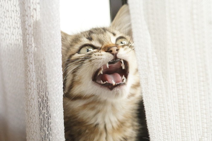 窓際で外を見ながら鳴く猫