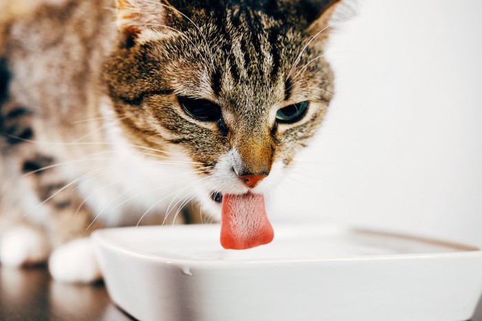 白い器で水を飲む猫