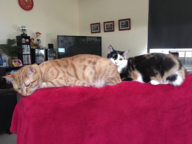 ソファの上に2匹の猫