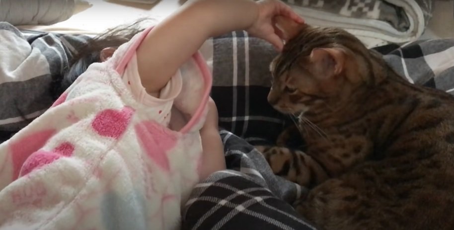 猫の耳を触る乳児