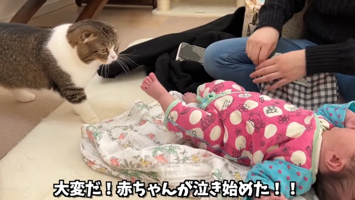 赤ちゃんの足もとにいる猫