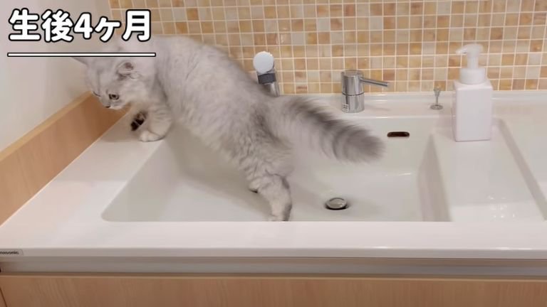 洗面台に乗る子猫