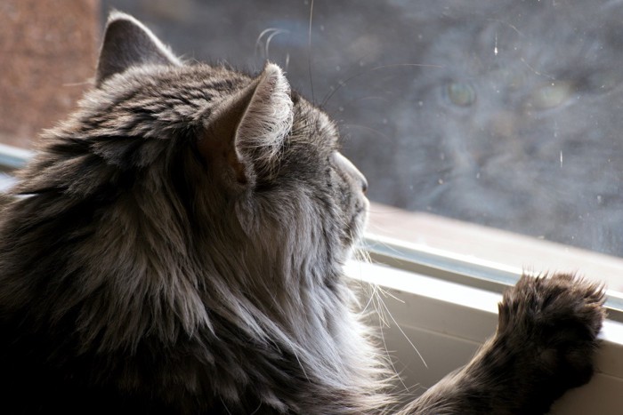 窓の外を眺める老猫