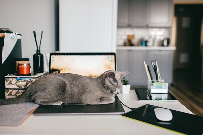 ノートパソコンの上で寝る猫