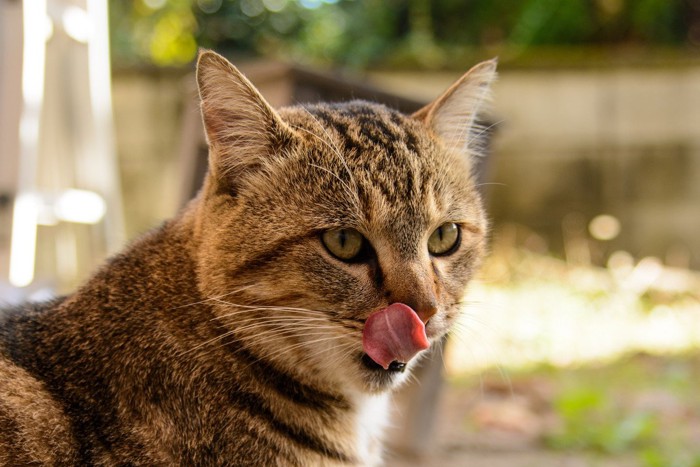 舌をペロリする猫