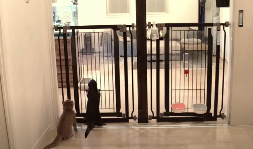 柵の向こうを見るカワウソと猫