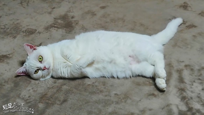 横になる白猫