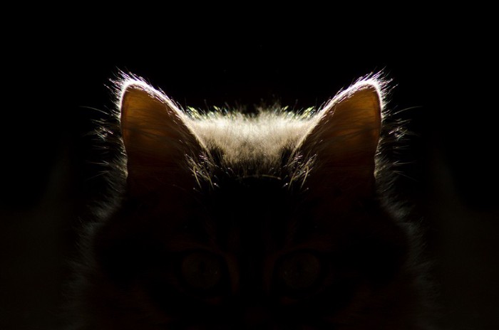 暗闇に見える猫の耳