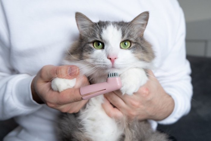 抱っこされる猫と歯ブラシ