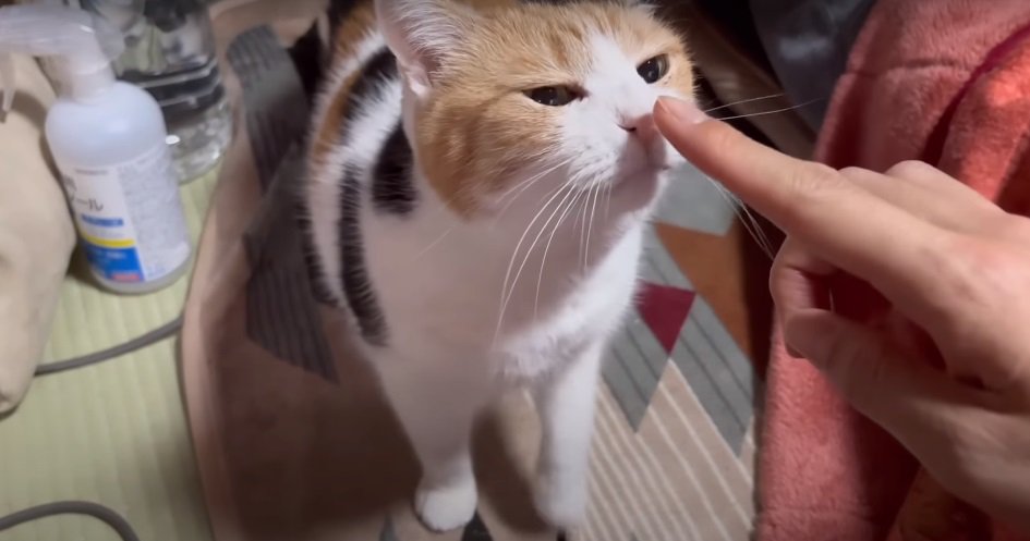 指のにおいを嗅ぐ猫