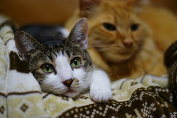 毛布に手を掛けてこちらを見る猫とその後ろの猫