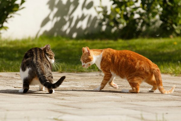 喧嘩が始まる猫