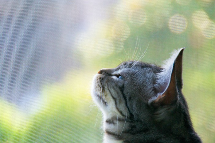 網戸から外を見る猫