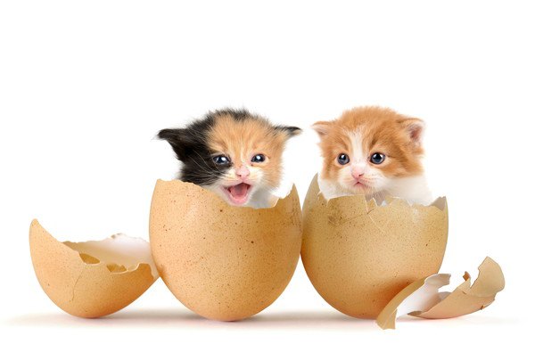 卵の殻に入る二匹の子猫