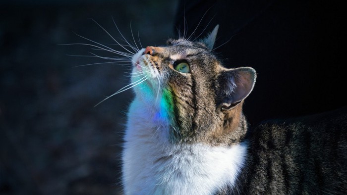 虹の橋を見上げる猫