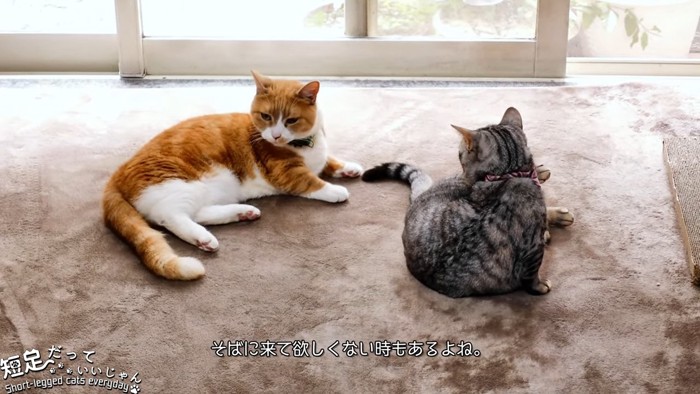 茶白の猫とグレーの猫