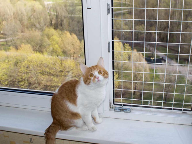 フェンスがある窓と猫