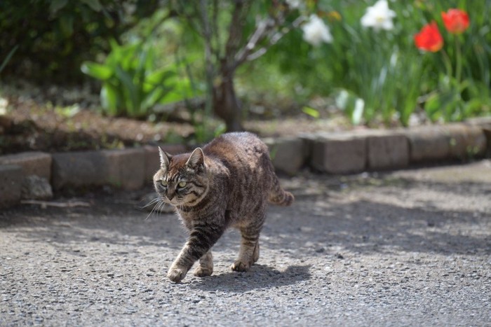 道を歩く猫