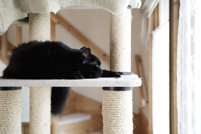 キャットタワーの上で眠る夜泣きする黒猫