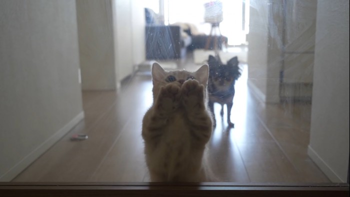 扉に手を置く猫