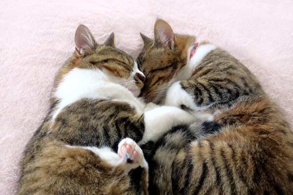 2匹で仲良く眠る猫