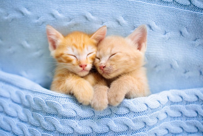 寝ている2匹の子猫