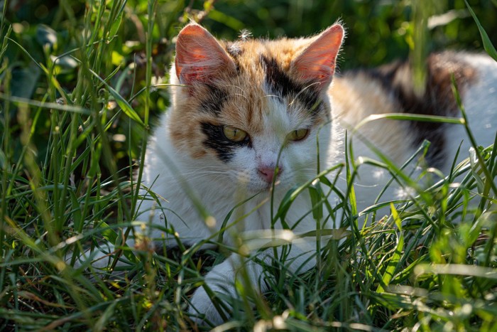 草むらで休憩する猫