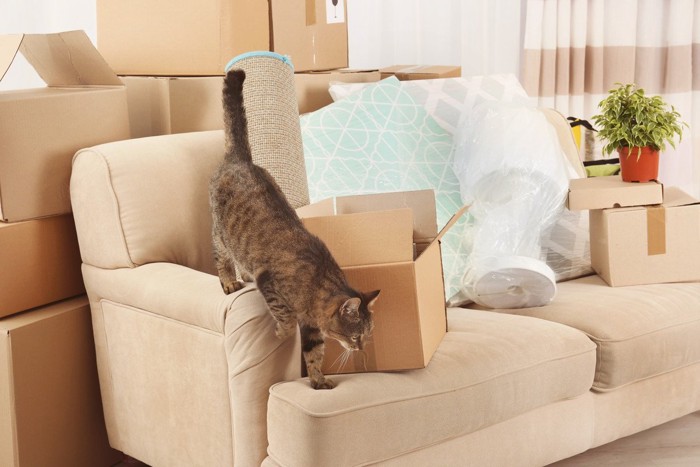 荷造り中のソファにいる猫